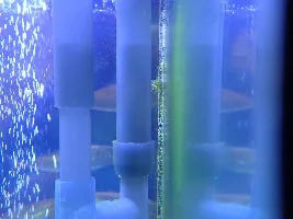 Algae During Cycling