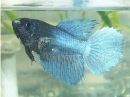 Rams and Female Bettas!
