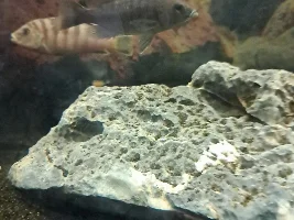 Help with cichlid id ! ( seller called it a demon hybrid )