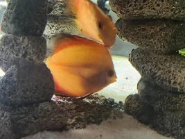 Discus Help!