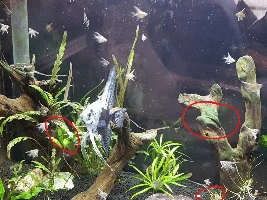 Frustrated with algae killing everything