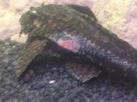 Burnt Pleco!