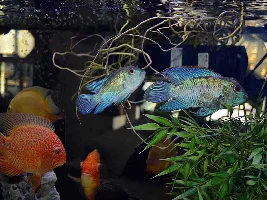 Alternative Nitrate Reduction Method$