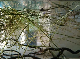 "Sticks" tank