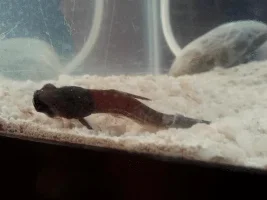 Iridsecent Shark With White Film... Not Looking Good! :/