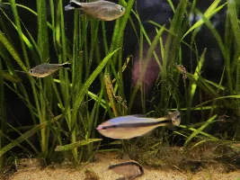 My 3 Favorite Tetras…What Are Yours?
