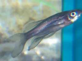 What Is This?