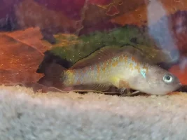 [Emergency] Small PH swing, fish possibly dead or dying??