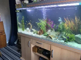 New African cichlid setup