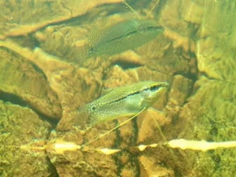 New Fish
