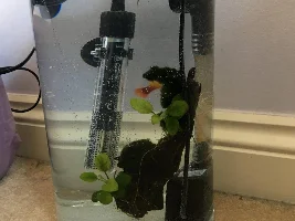 Unhappy Platy rescue