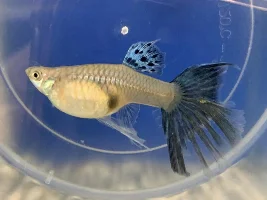 Is she likely to pass on her big tail to her offspring?