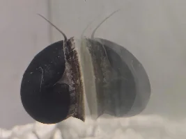Is this shell erosion on my Black Racer Nerite Snail?