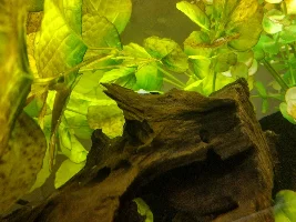 Marbled Talking Catfish Sick After Pictus Dying Fast