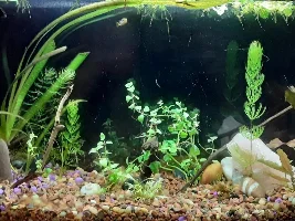 VOTE NOW..September 2020 Tank of the Month (16 US gallons and smaller)