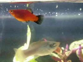 Are My Mollies Pregnant?