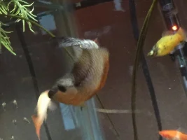 Please Help, Fish Dying