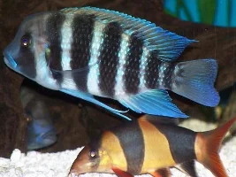 Roaches *shakes head* I mean Loaches...