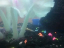 Sudden Death Of All Tank Inhabitants...