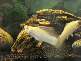 What species is this?