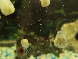 WORMS IN TANK, NEED IDENTIFICATION.