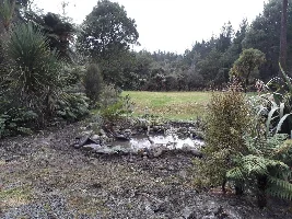 This is my pond