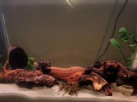29 for apistogramma lineta