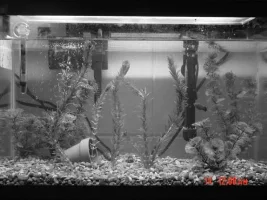 B&W Pics of My Aquariums