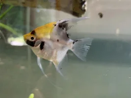 Healing angelfish