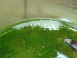 Is This A Bubble Nest?