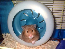 Favorite Pet Rodent
