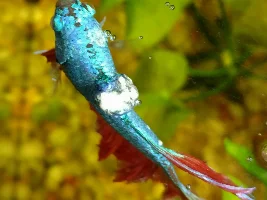 Is This Lymphocystis?