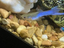 Is my guppy male or female?