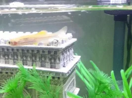 What type of danio are my fish?