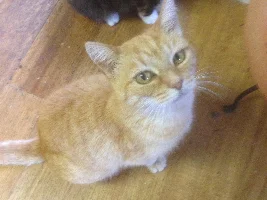 Cats