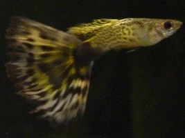 Grandpa Guppy