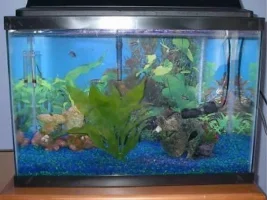 my fishes