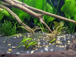 150 gallon shapping up nicely.