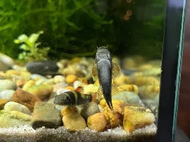 Asian river tank