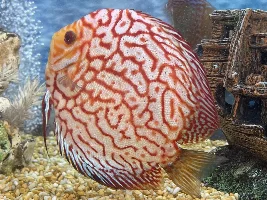 Discus facing up and leaning to the right - swim bladder problem?