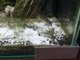 Identify this Shrimp