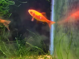 Zits on my goldfish