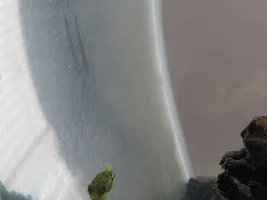 15 Gallon Fluval Flex Stocking