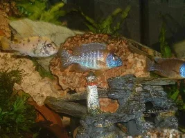 new pics of my cichlids