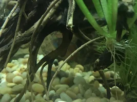 Parasite or Bacterial Infection??