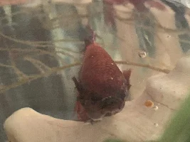 Possible gill flukes?