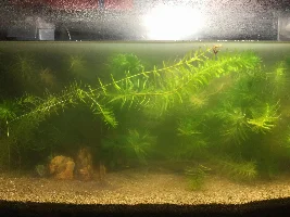 Cloudy water.