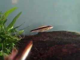 Siamese Algae Eaters