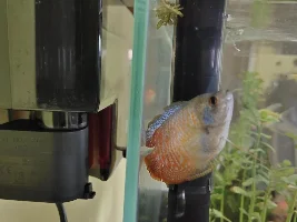 Dwarf Gourami pregnant or sick