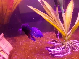Vote Now!  October 2021 Fish of the Month Contest (Bettas)